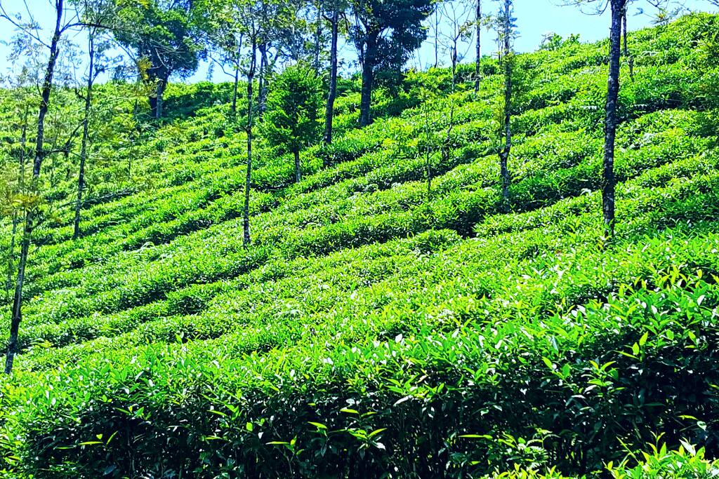 The only place where both Tea and Coffee plantations exist next to each other