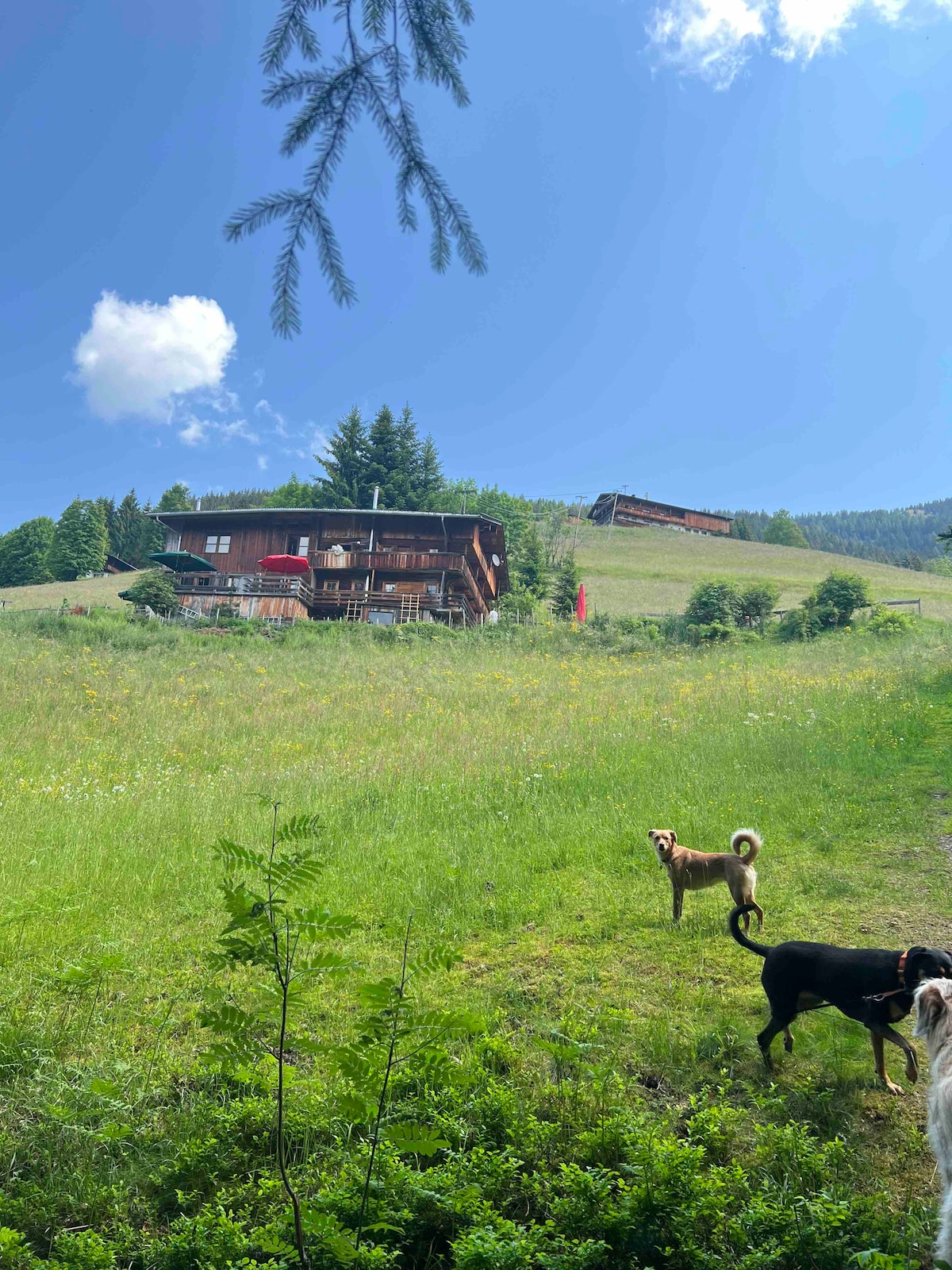 A charming wooden farmstead is nestled on a hillside, surrounded by lush greenery and wildflowers. The blue sky and fluffy clouds create a serene backdrop. In the foreground, several dogs explore the grassy terrain, enhancing the tranquil setting.