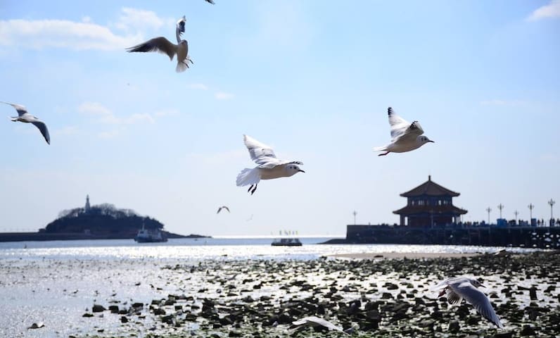 一分钟到栈桥百年别墅暖气洋房（门口即赏鸥圣地），订前请看房源介绍，欣赏历史老建筑的请预订