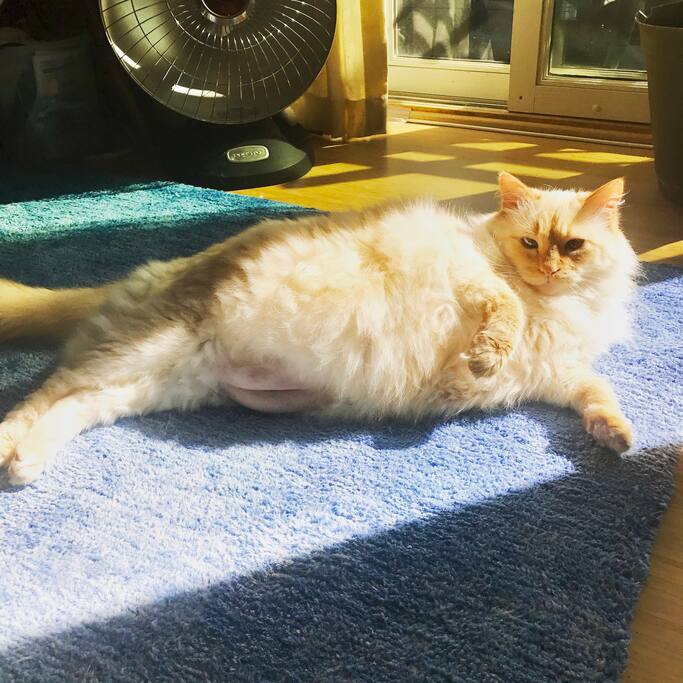 This is Cheeto. Yes he looks like Jabba the hutt and yes he's on a diet. We love him and support body positivity.