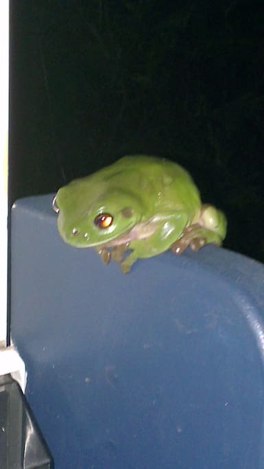 Our resident green tree frog