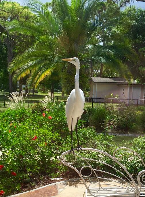 Our resident Great White Heron, Horton.