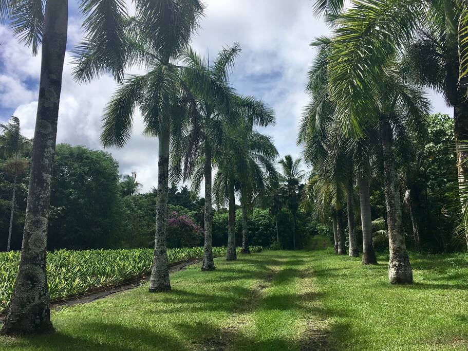 Royal Palm lined entrance