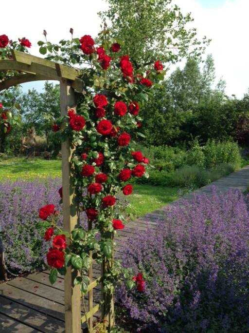 Beautiful roses, where you can walk through Also nice for a picture!