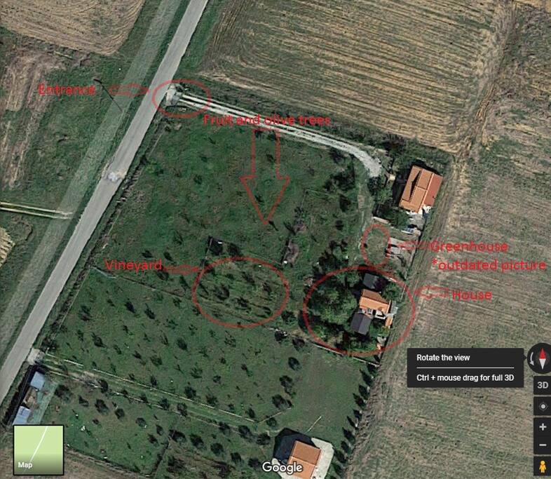 Olive trees , grapes, apple trees organic certified.