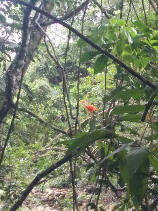 A 200 mts de una reserva forestal