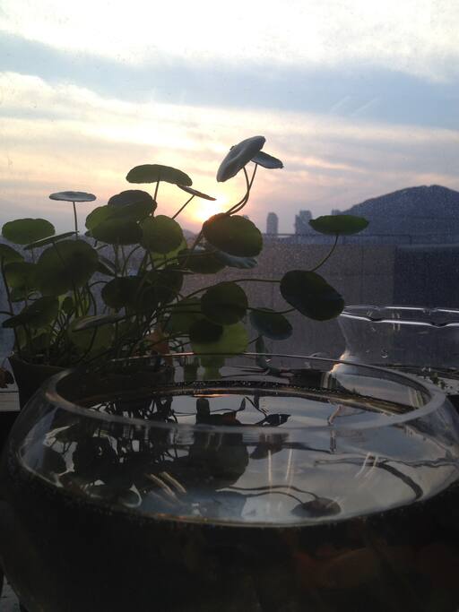 窗台上的鱼缸和花草