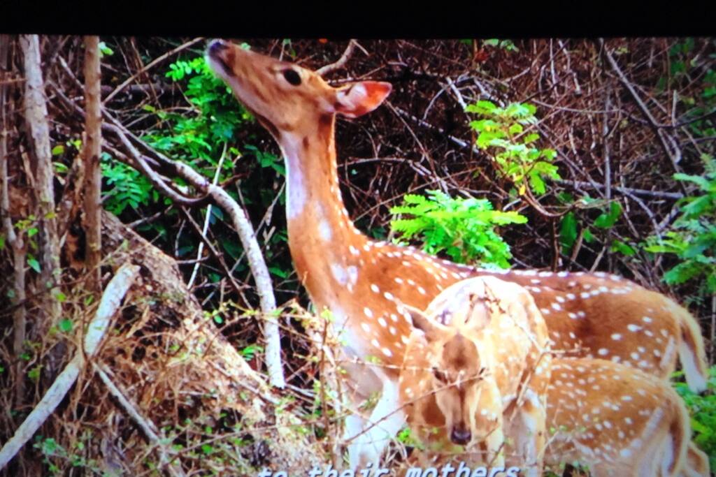 Many deer, squirrels, and turkeys in the area