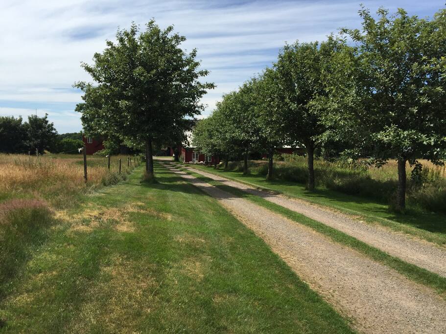 Alley to the farm