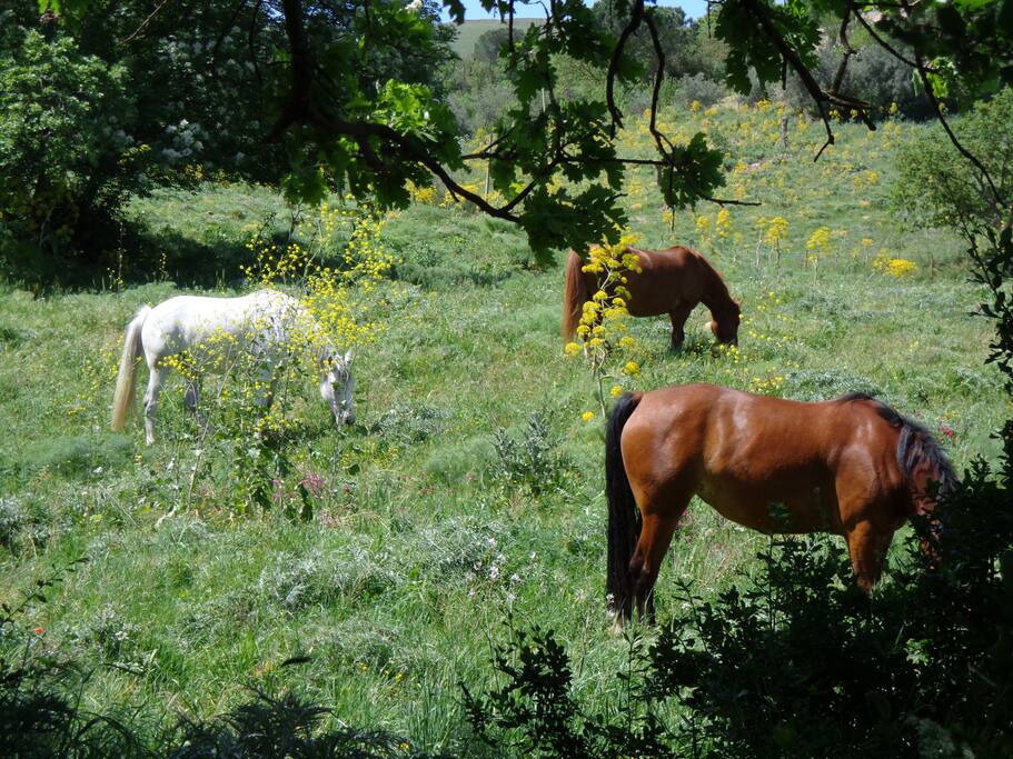 Si può fare attivtà con i cavalli
