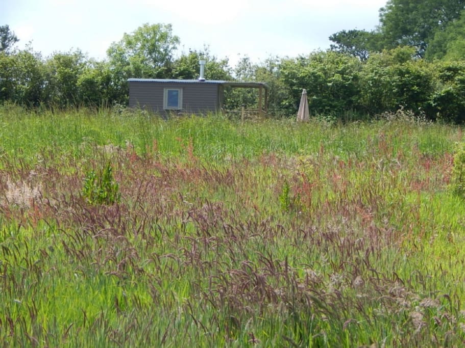 Summer Grasses