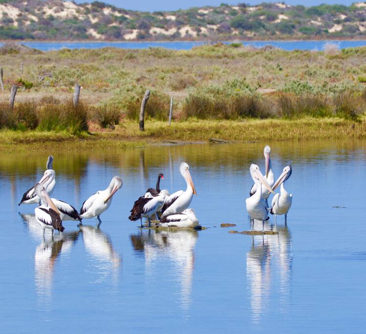 Birdlife in Boundary Creek