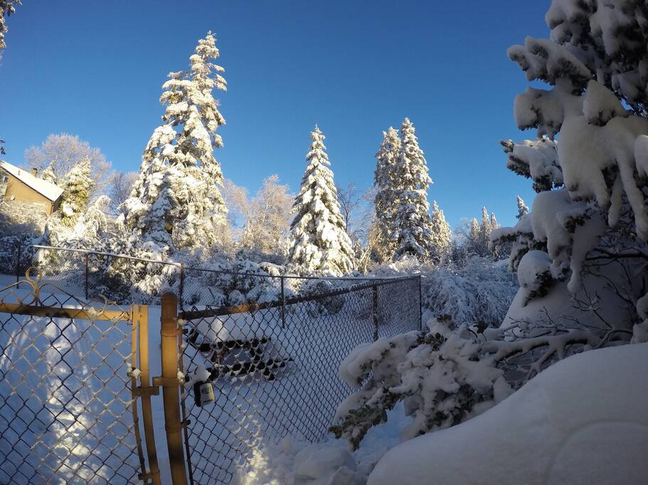 Fenced-in Backyard in the winter!