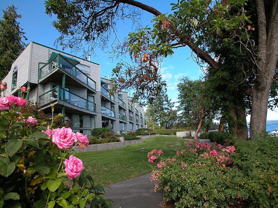 Our rose garden and condos