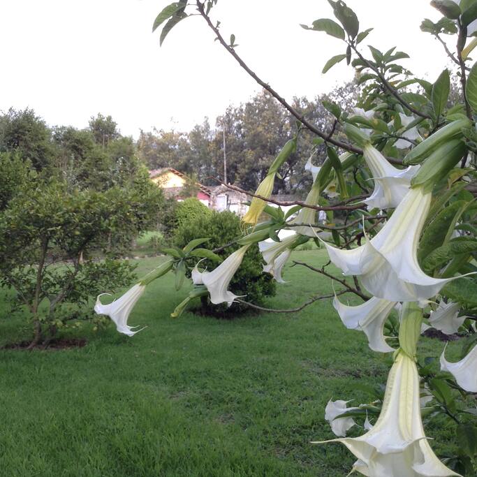 FLORIPONDIOS DE LA ZONA