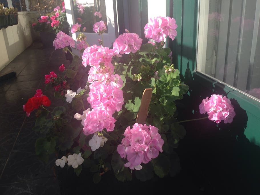 balcony with flowers for breakfast in sun