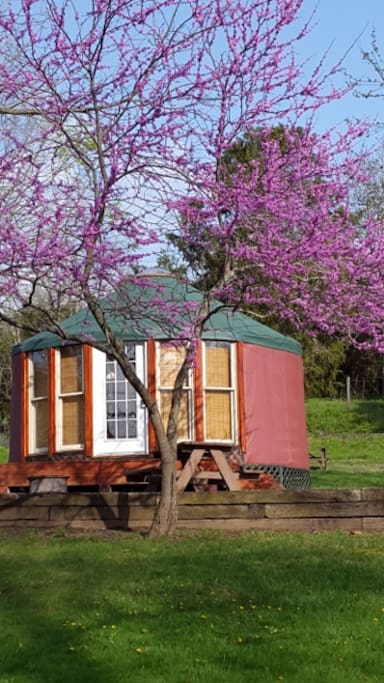 Painted Horse Yurt (sleeps up to 7ppl)