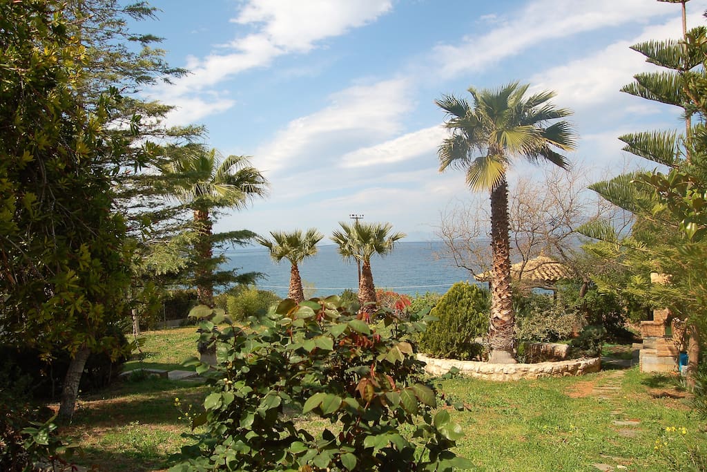 the palm trees and the kiosk in the garden