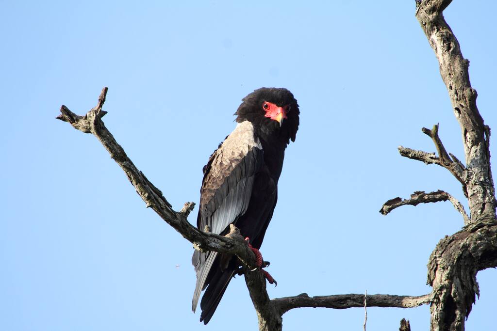 Birding. Bateleur.