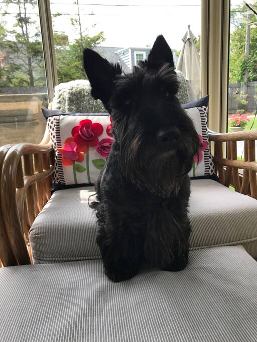 My dog