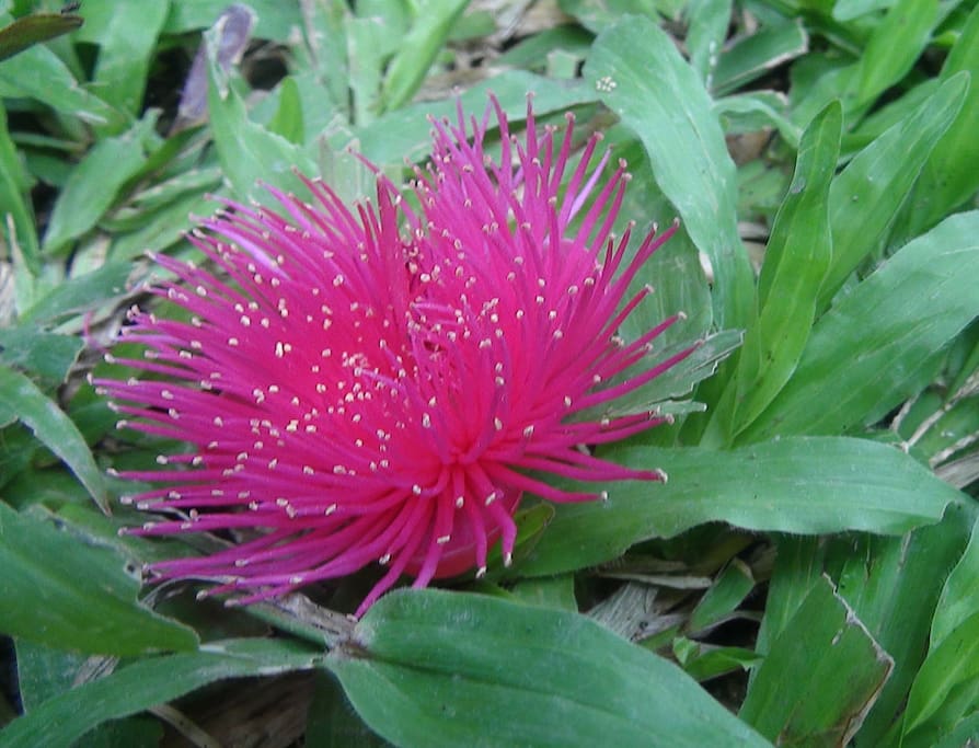 jambu flower