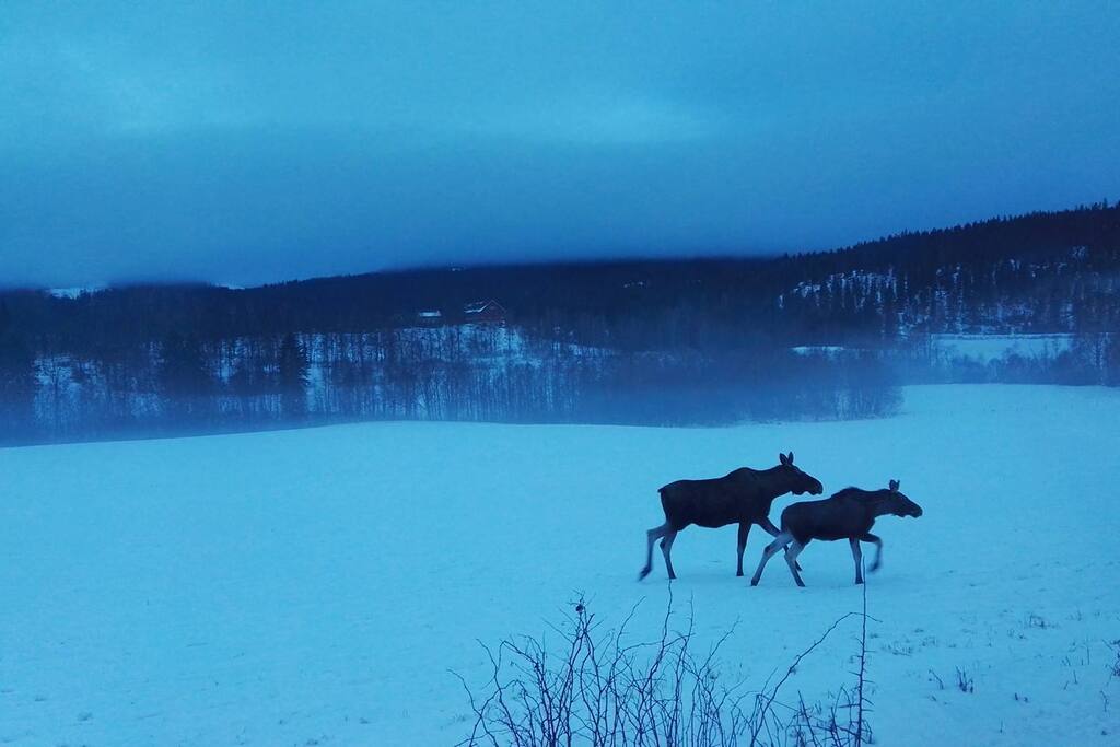 To moose spotted a few kms away
