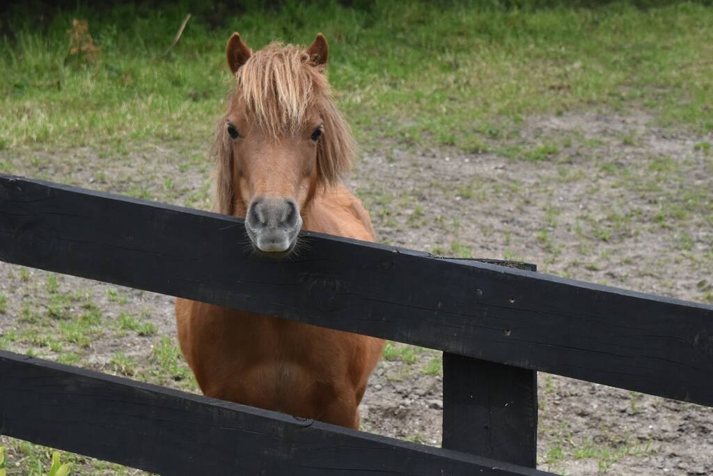 Little Red will be there to greet you.