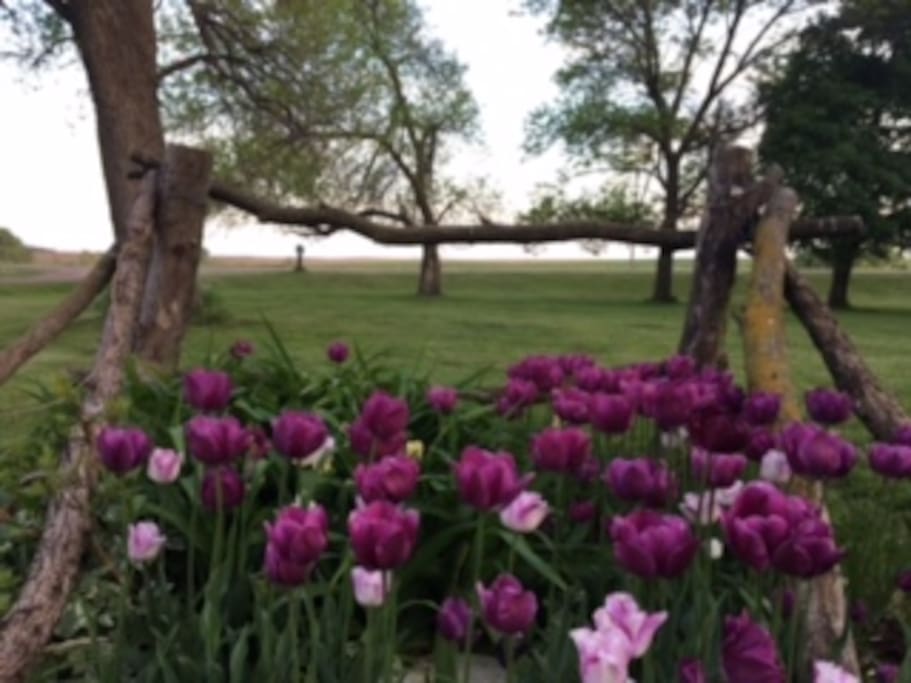 Flowers in spacious yard