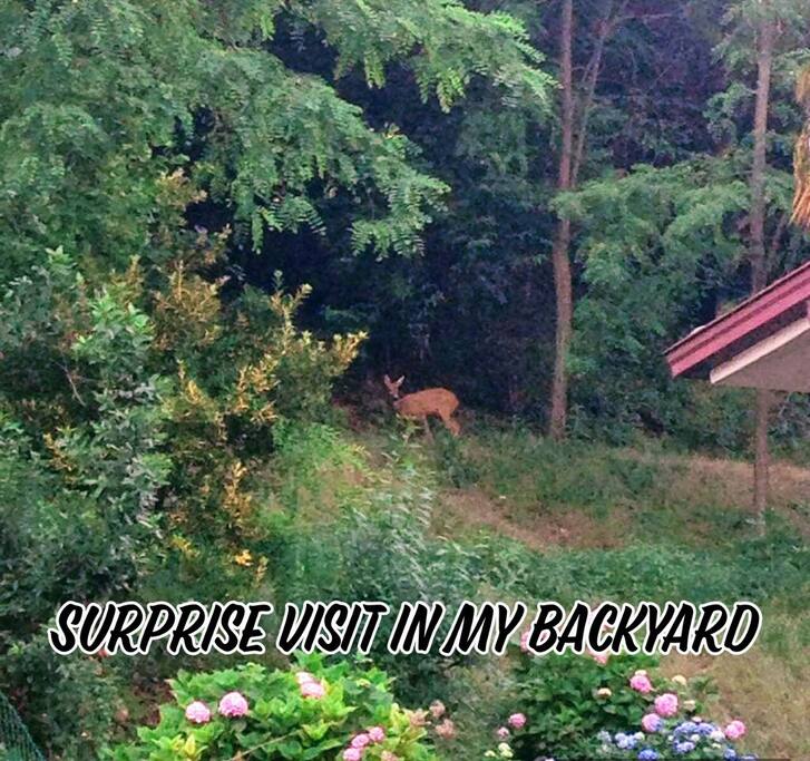 Rear garden Visitor