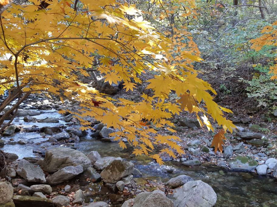 산장계곡에 노랑~~