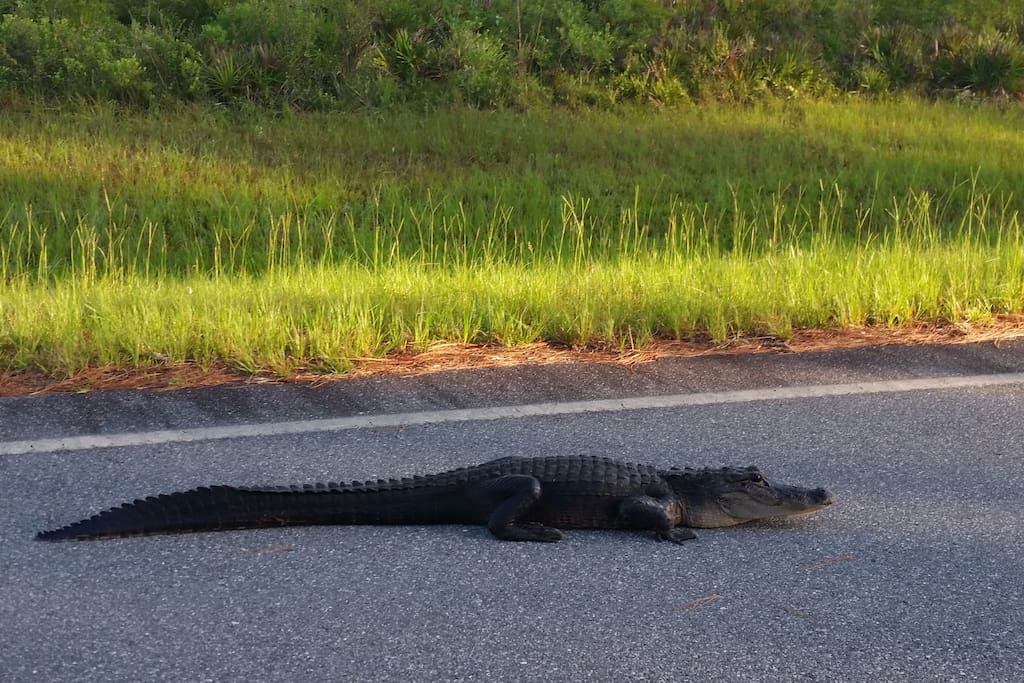 Morning traffic on Highway 177 in Fargo, Ga.