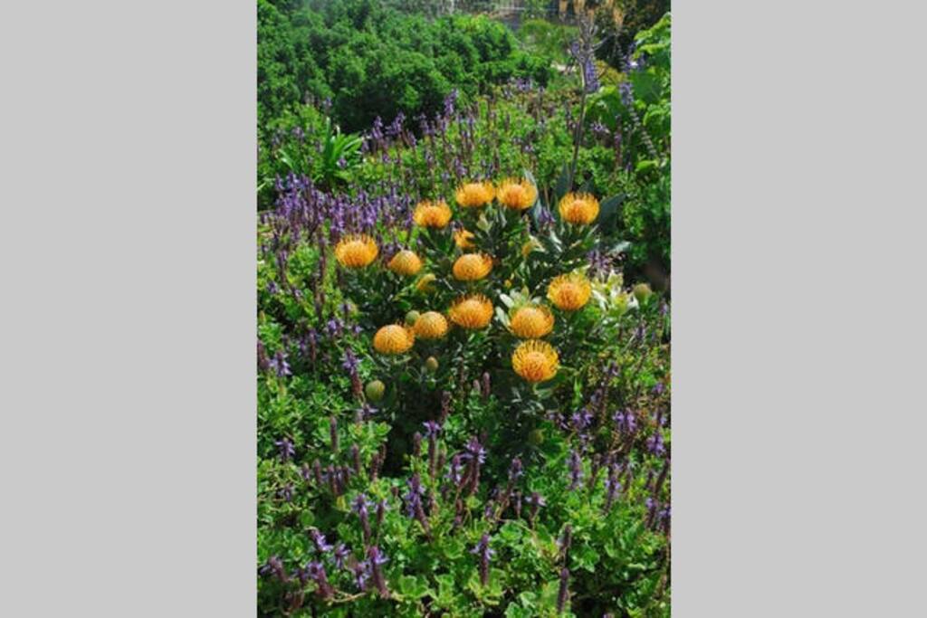 Pincushion Protea