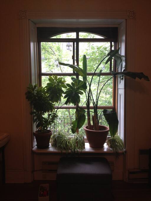 Living room greenery.
