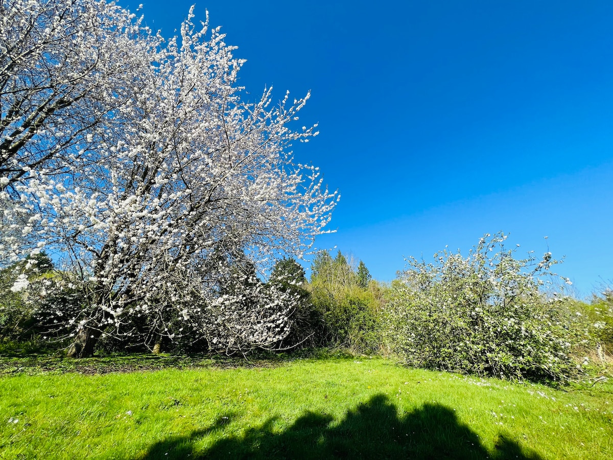 A vibrant outdoor scene features lush green grass under a clear blue sky. Blooming white cherry trees create a natural, tranquil setting. Shadows are cast by the trees, enhancing the greenery and inviting a sense of peace in the surrounding landscape.