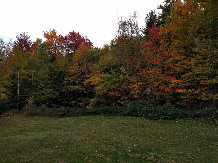 Large Backyard Area
