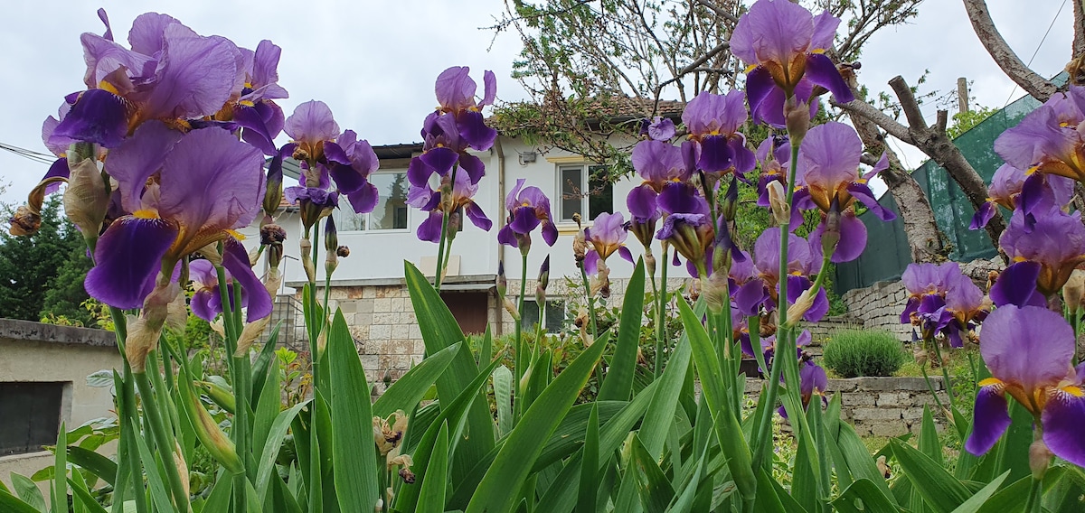 A vibrant garden featuring an arrangement of purple irises sways in the foreground. A charming house with large windows is visible in the background, surrounded by greenery and trees. The cloudy sky adds a soft diffused light to the scene.