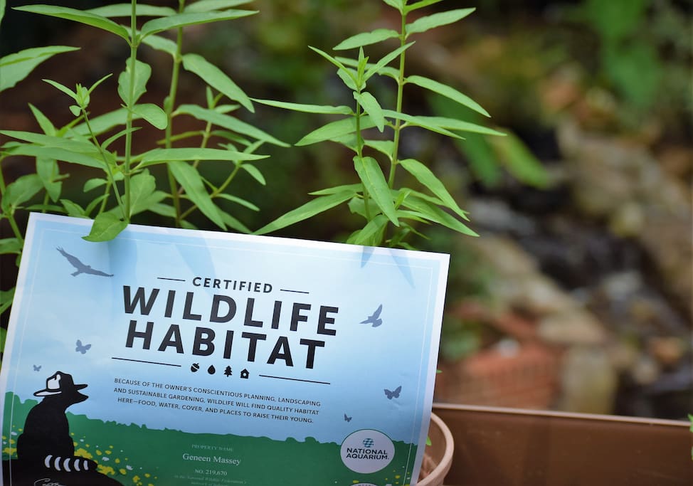 The National Wildlife Federation in association with the Baltimore Aquarium have certified our backyard as a wildlife habitat.