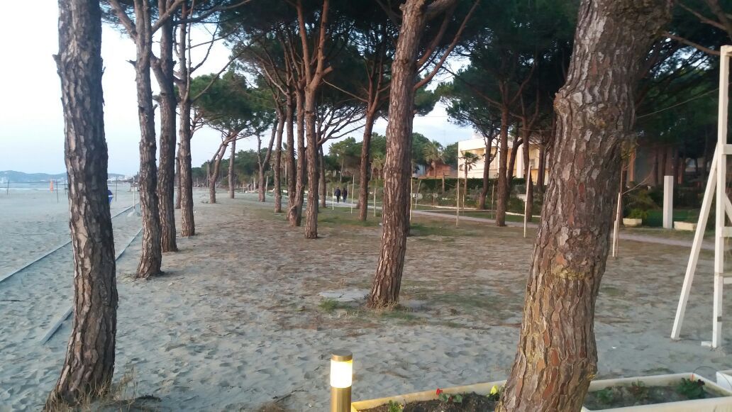 A sandy pathway is lined with tall pine trees, providing shade along the beach area. Soft lighting illuminates the walkway, and distant figures can be seen strolling. The surrounding landscape features a mix of greenery and beach structures.