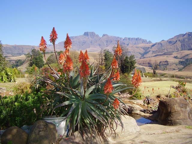 A vibrant aloe plant with tall, orange flower spikes is featured against a backdrop of the Drakensberg mountains. The landscape showcases a mix of greenery and rocky terrain, under a clear blue sky, highlighting the natural beauty of the surrounding area.