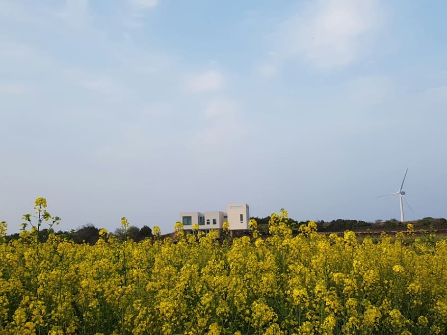 Jeju Palm House (제주팜하우스)