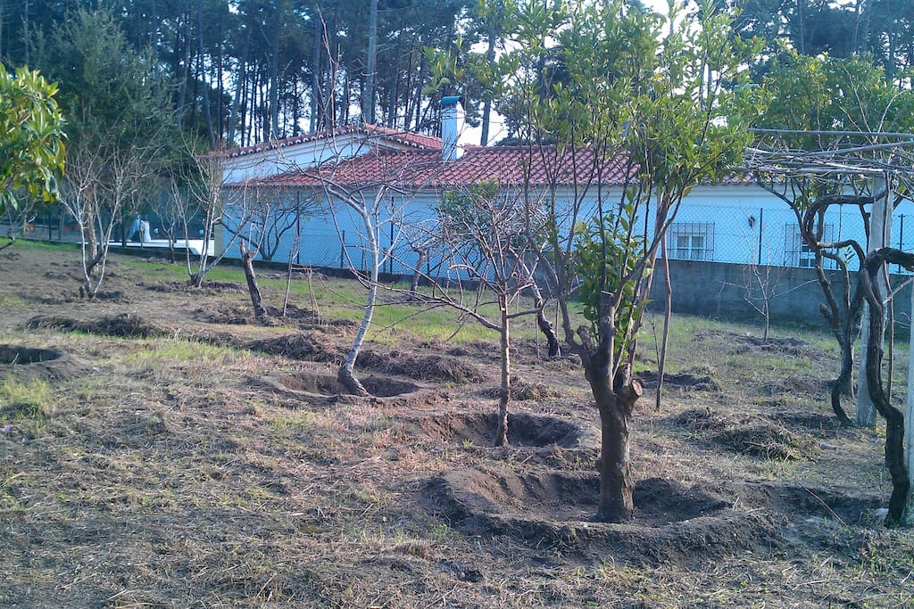 Árvores de frutos