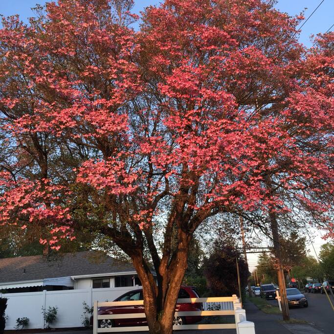 This beauty is in the corner of the front yard