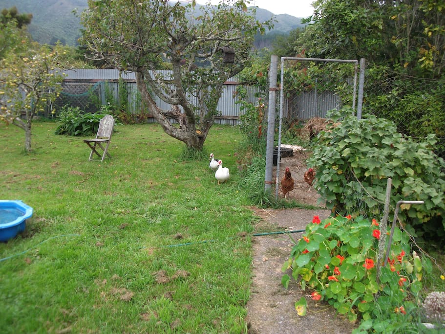 Awesome large yard - free range eggs for breakfast!