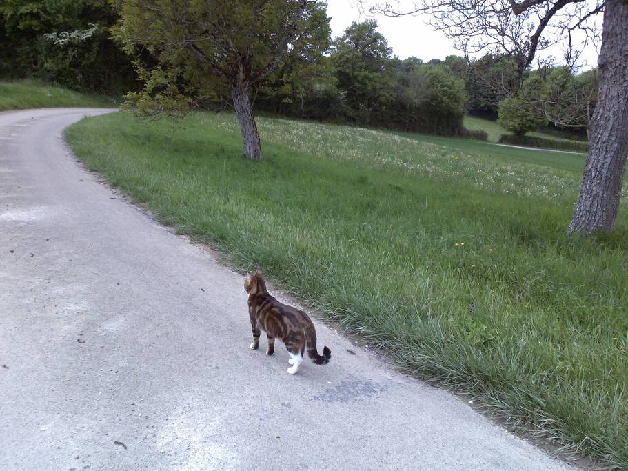 Cette maison appartient à deux chats qui adorent se promener avec nous dansla campagne. Ami des chats bienvenue