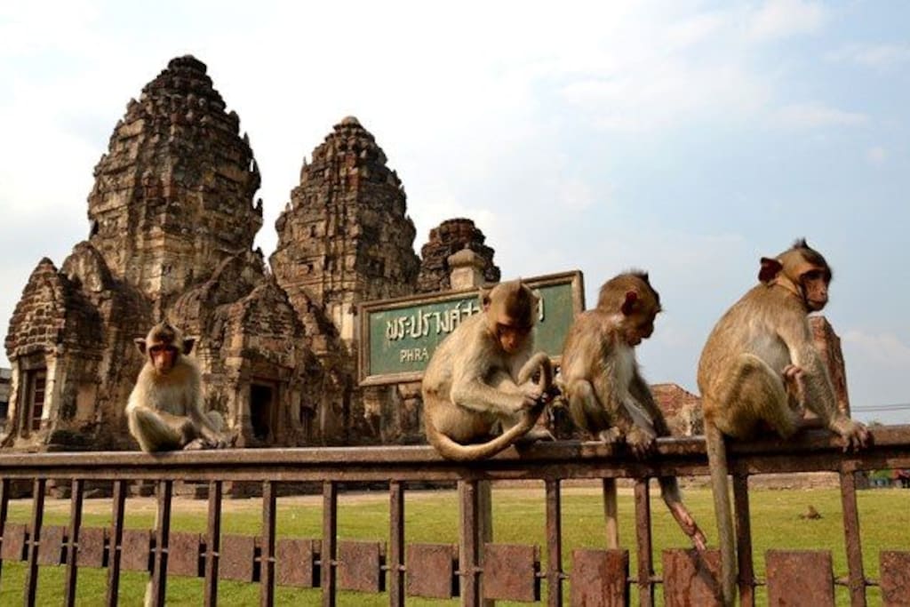 monkey city