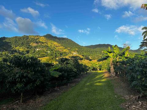Coffee Farm Nature Retreat at Hacienda Prosperidad