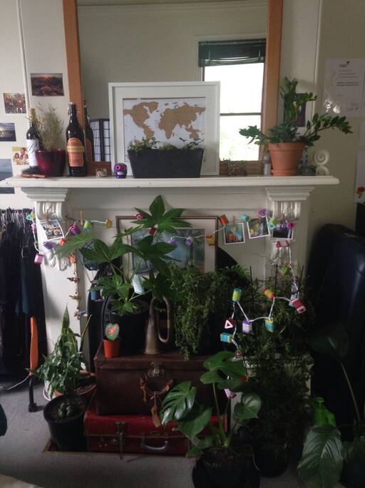 Ferns for that fresh forest feel