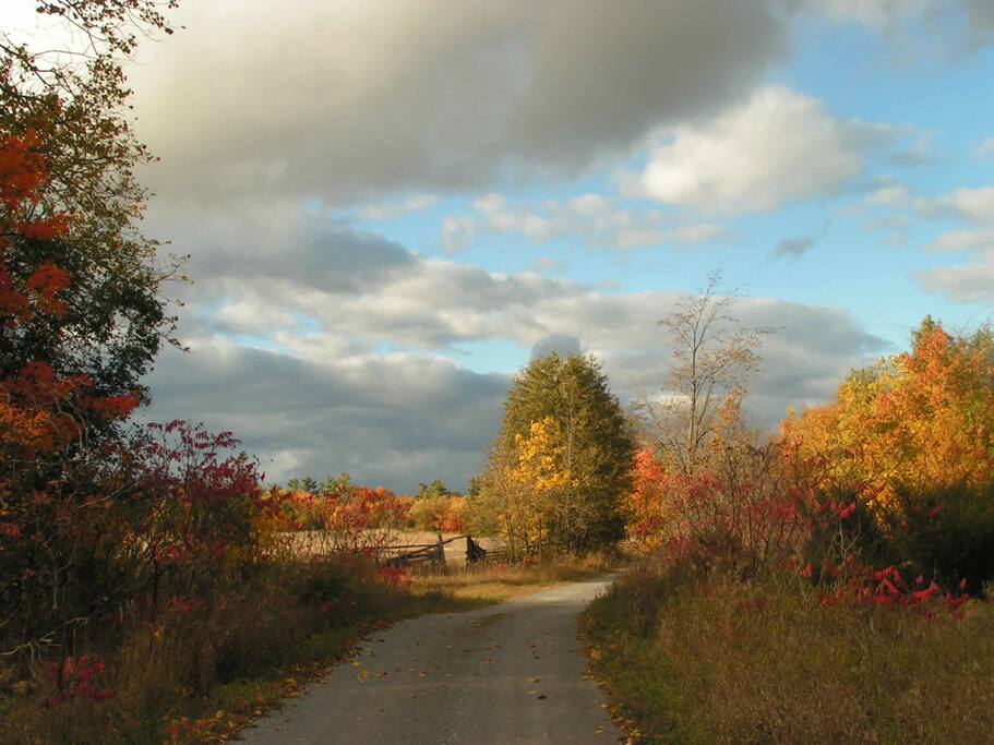 Fall colours