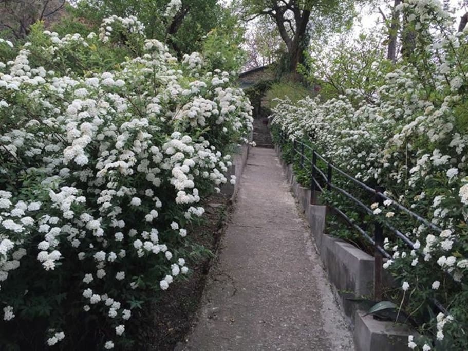 Maybush , along the pathway in summer