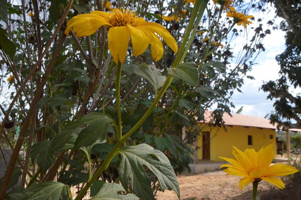 A natureza que inspira poesia